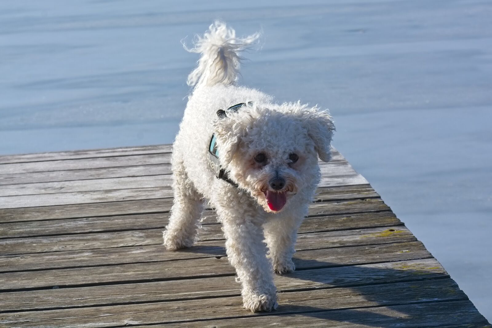 Nikon D7100 sample photo. Bichon frise, bichon, dog photography