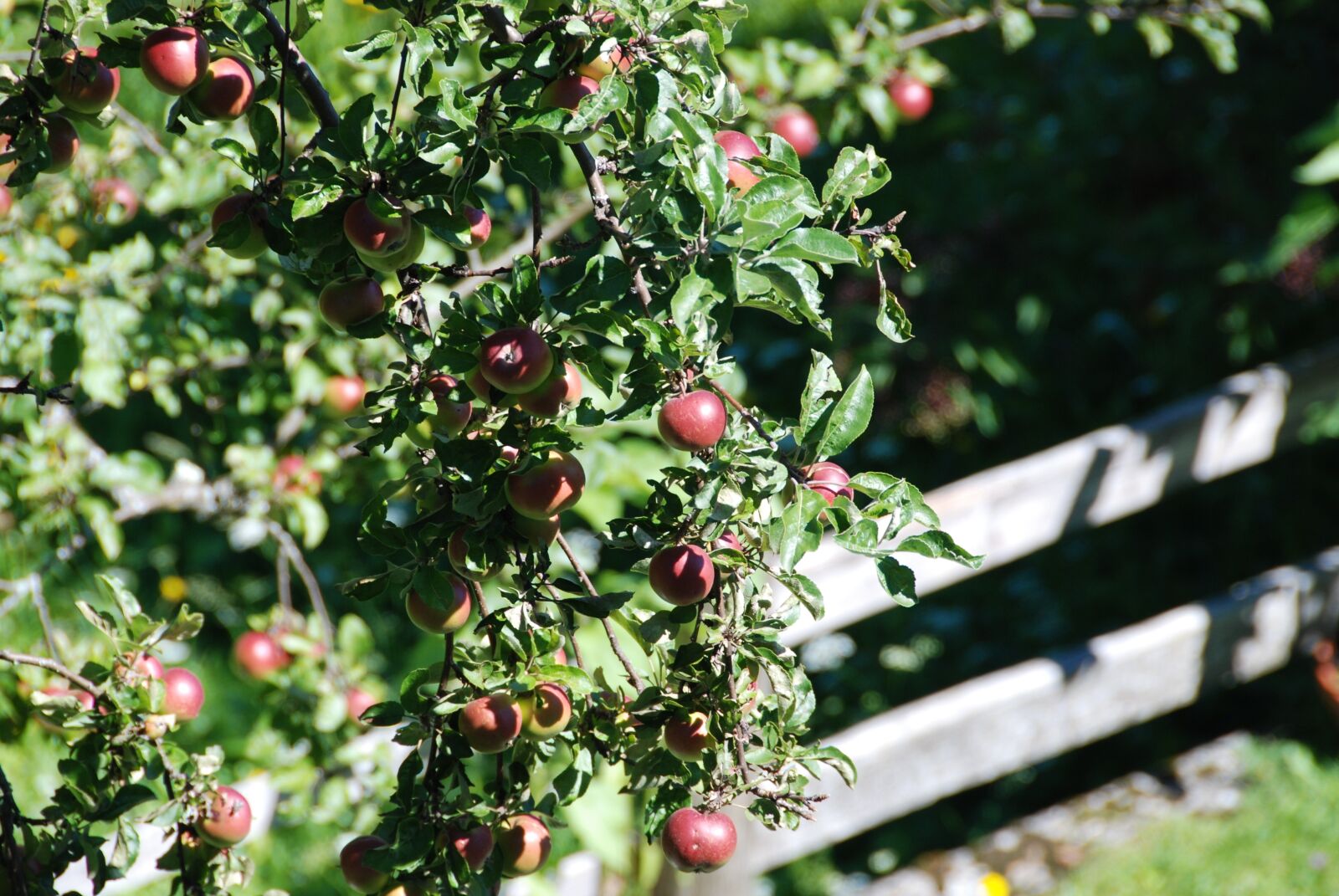 Nikon D80 sample photo. Apple, apple tree, meadow photography