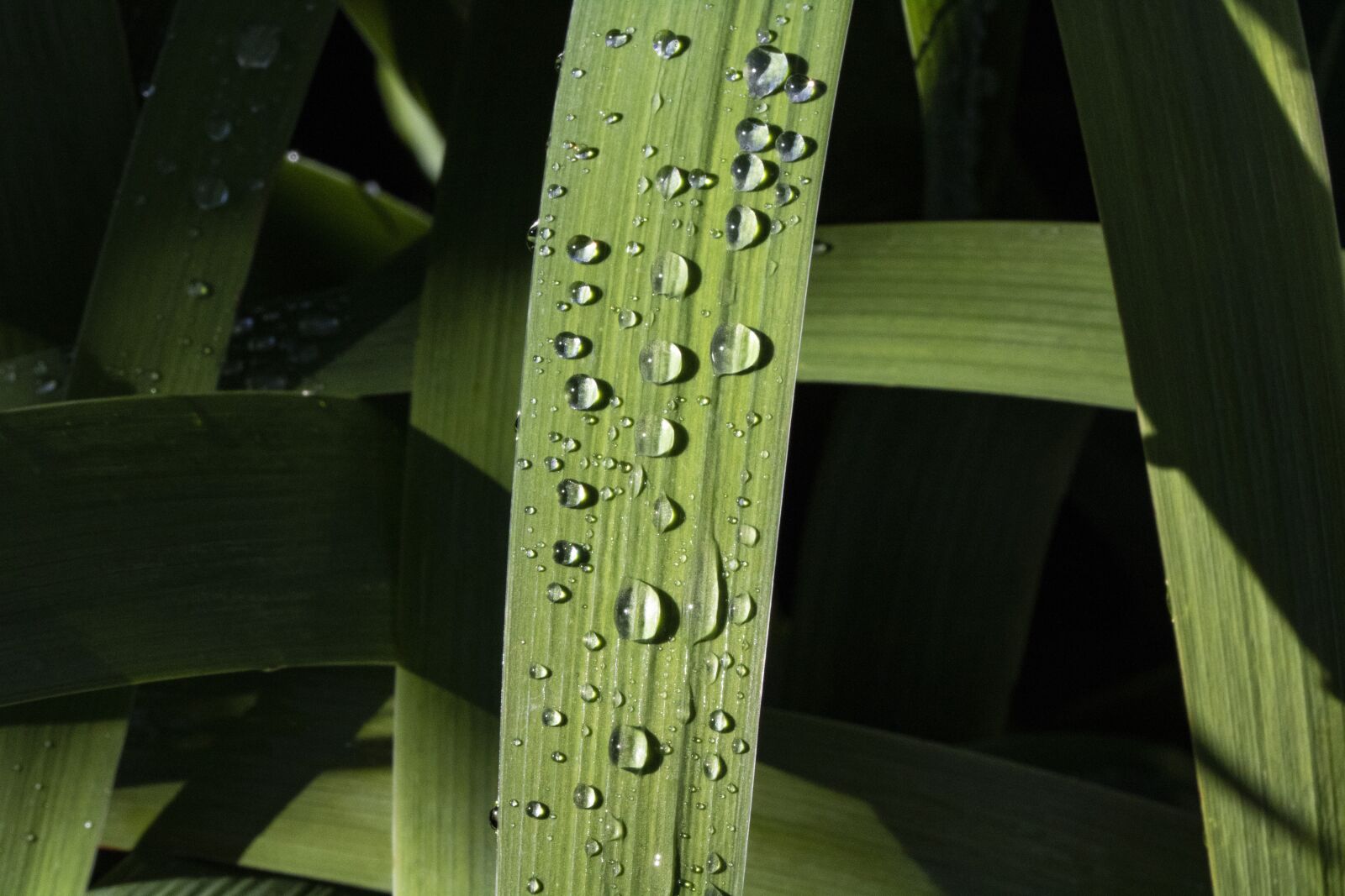 Canon EOS 750D (EOS Rebel T6i / EOS Kiss X8i) sample photo. Dew, trickle, reed photography