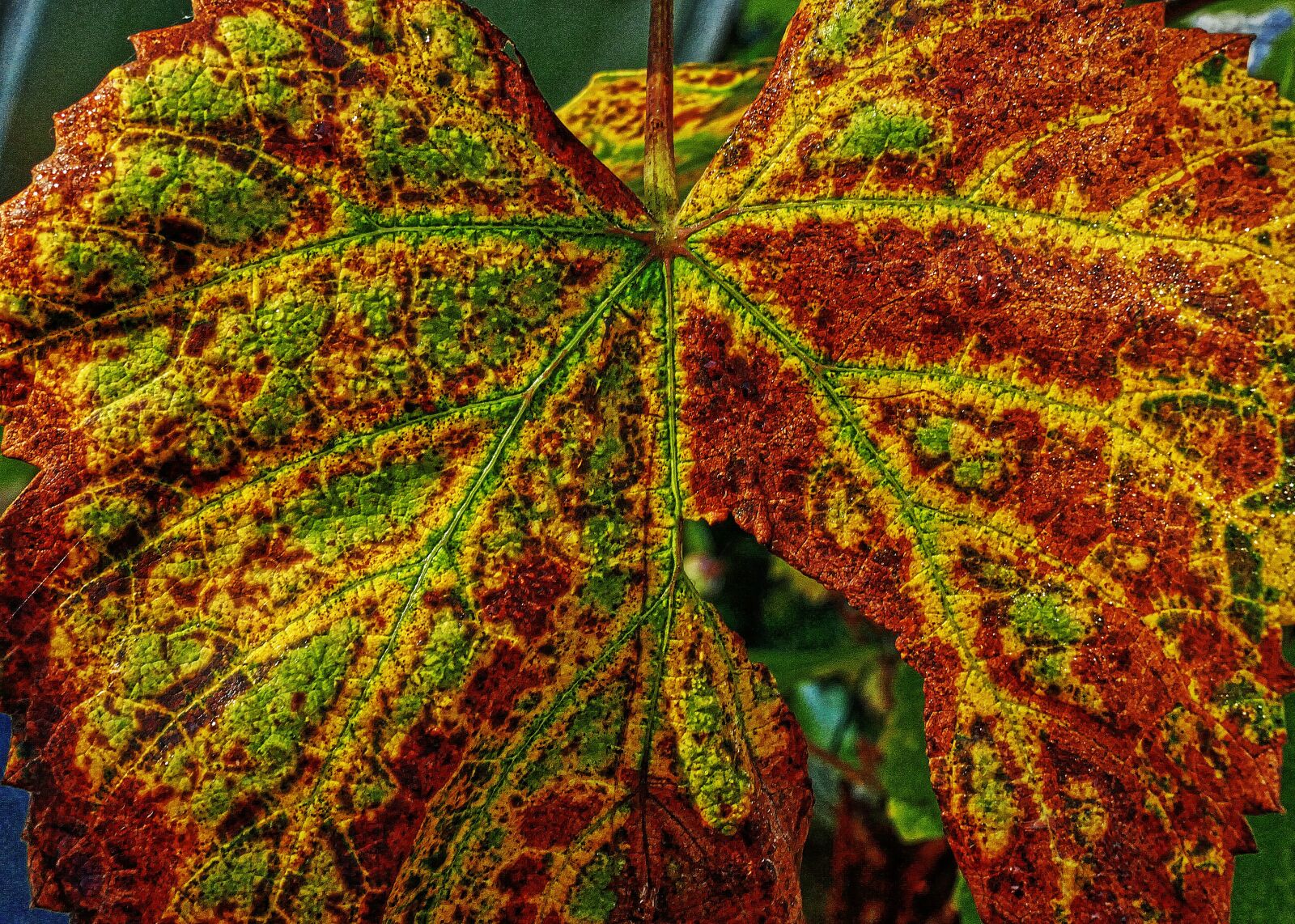 Panasonic Lumix DMC-FZ1000 sample photo. Autumn leaf, veins, leaf photography