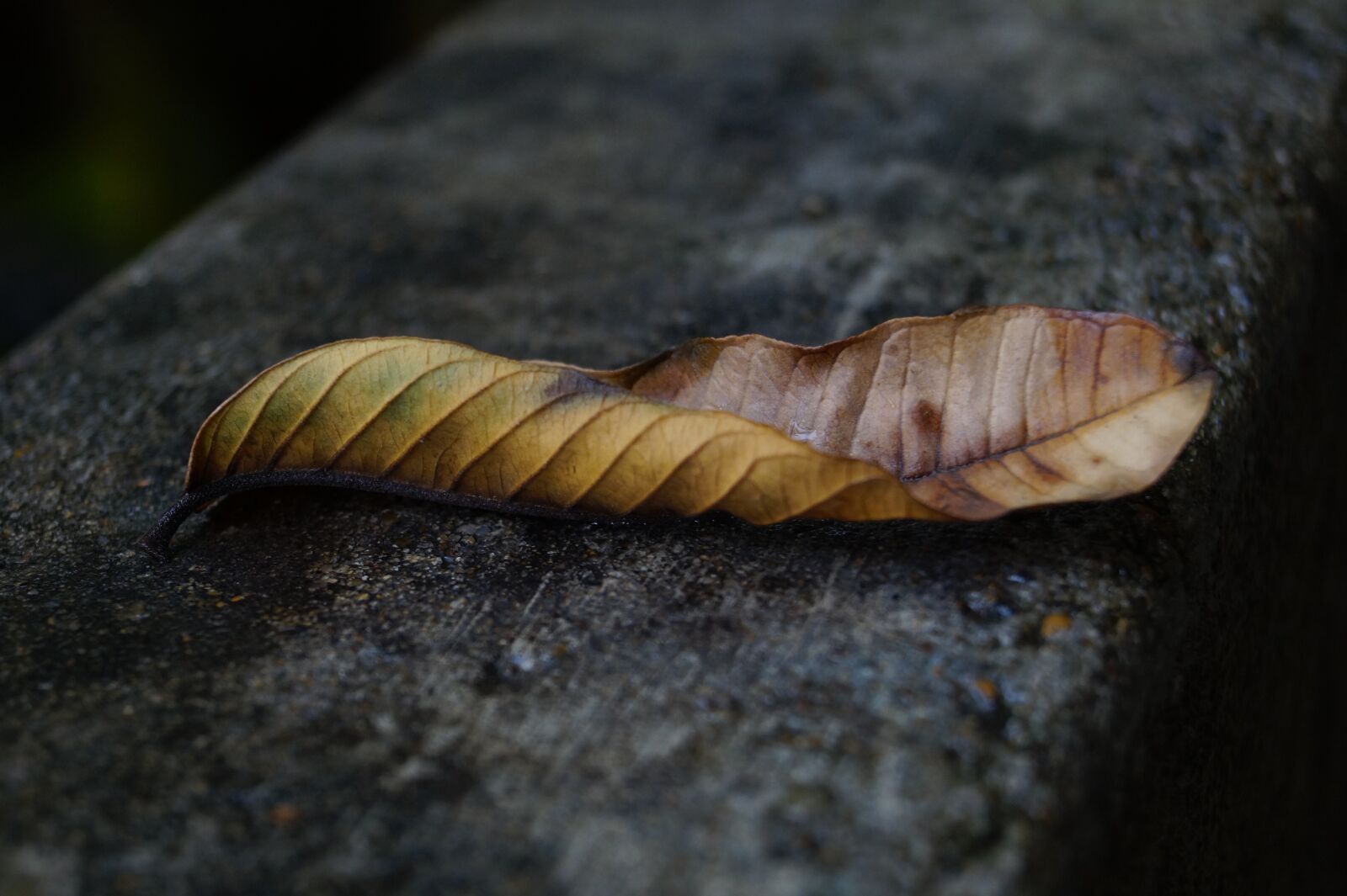 Sony DT 18-55mm F3.5-5.6 SAM II sample photo. Dry, leaf, fallen photography