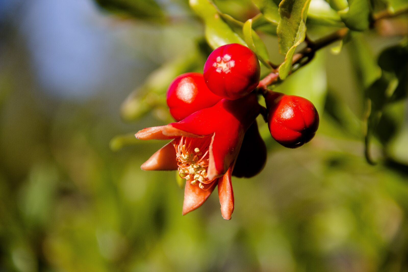 Canon EOS 650D (EOS Rebel T4i / EOS Kiss X6i) sample photo. Pomegranate, flower, red photography