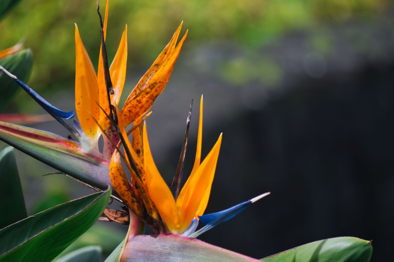 Nikon D3200 sample photo. Costa rica, plant, flower photography