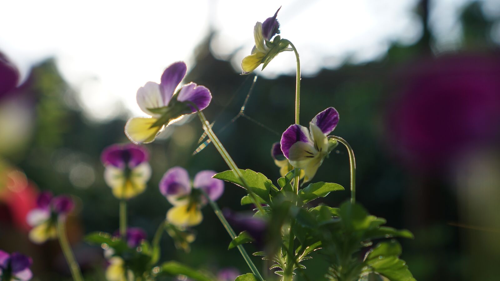 Sony a6000 + Sony E 35mm F1.8 OSS sample photo. Flowers, purple, bloom photography