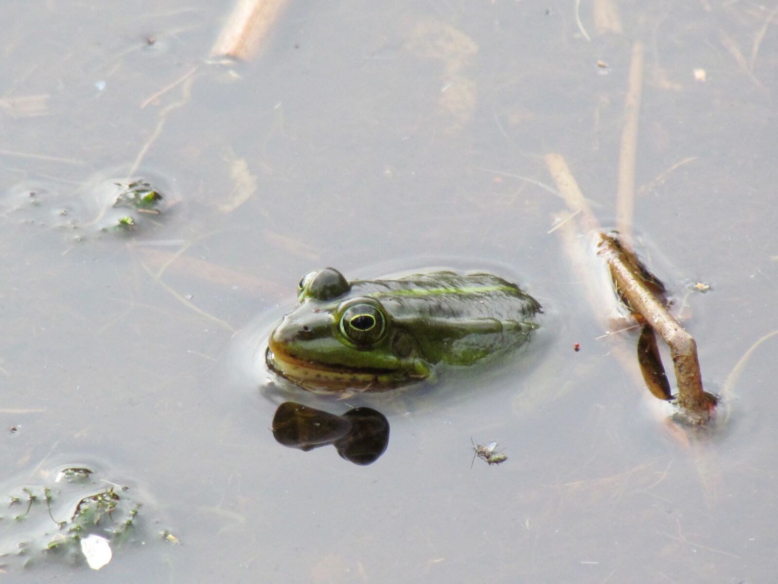Canon PowerShot SX30 IS sample photo. Green frog, plas, nature photography