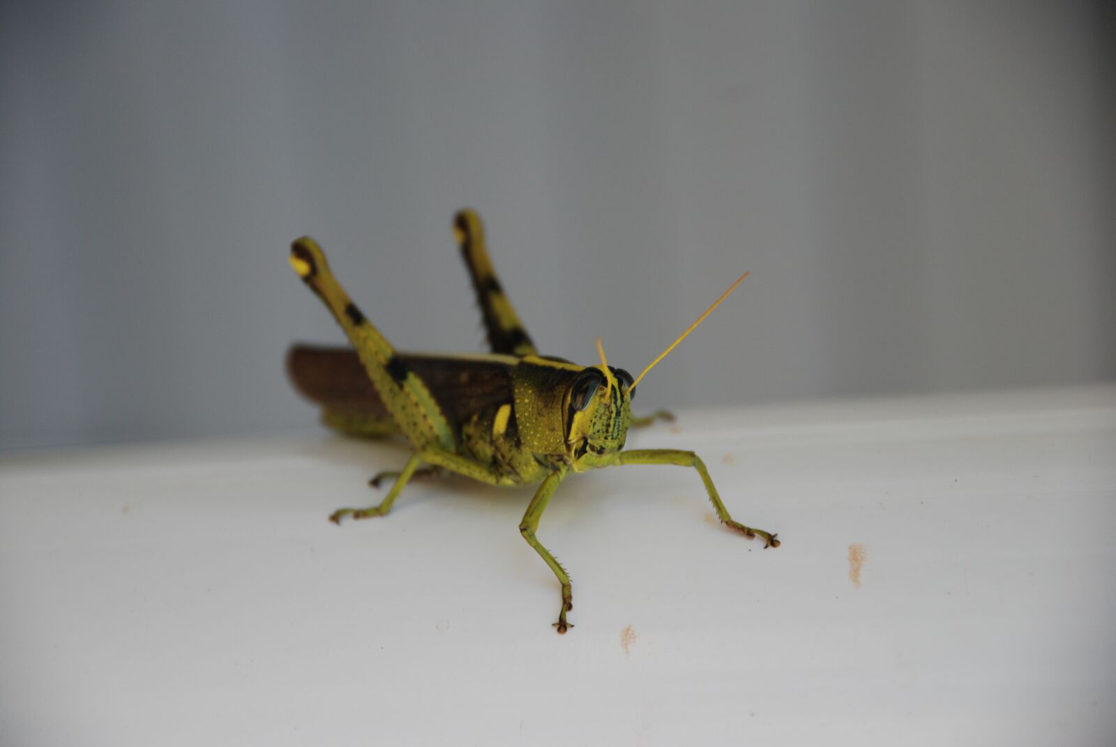 Nikon D80 sample photo. Grasshopper, ready, green photography