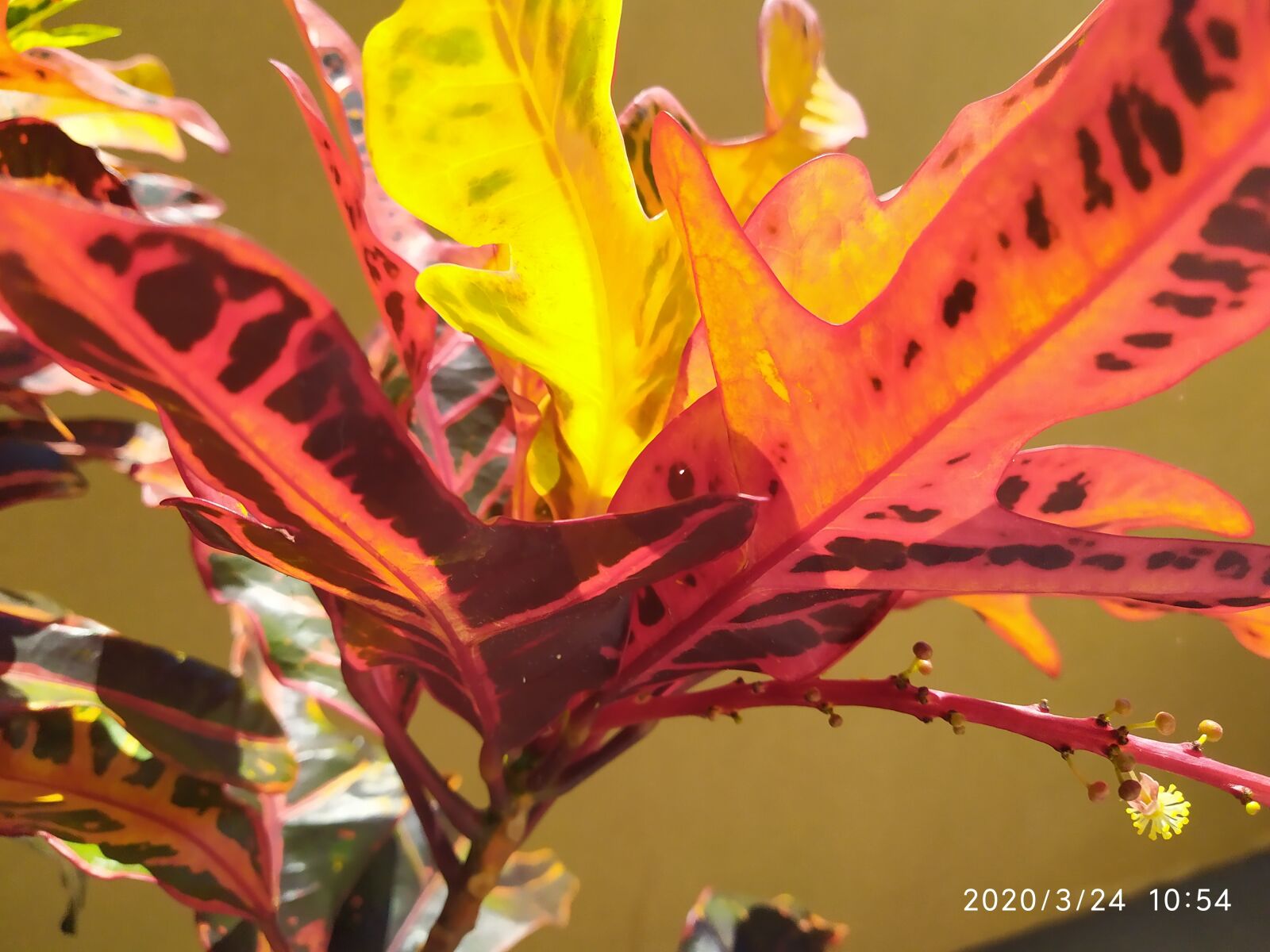 Xiaomi Redmi Note 7 sample photo. The red plant, power photography
