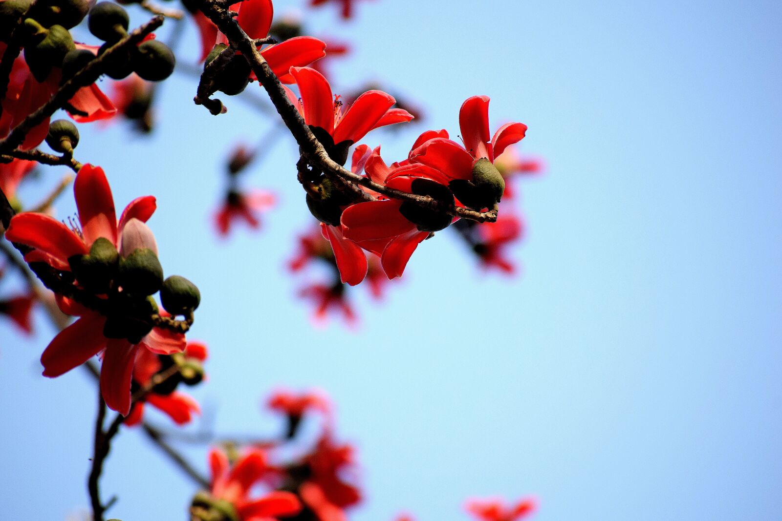 Nikon D3300 sample photo. Nature, branch, flower photography