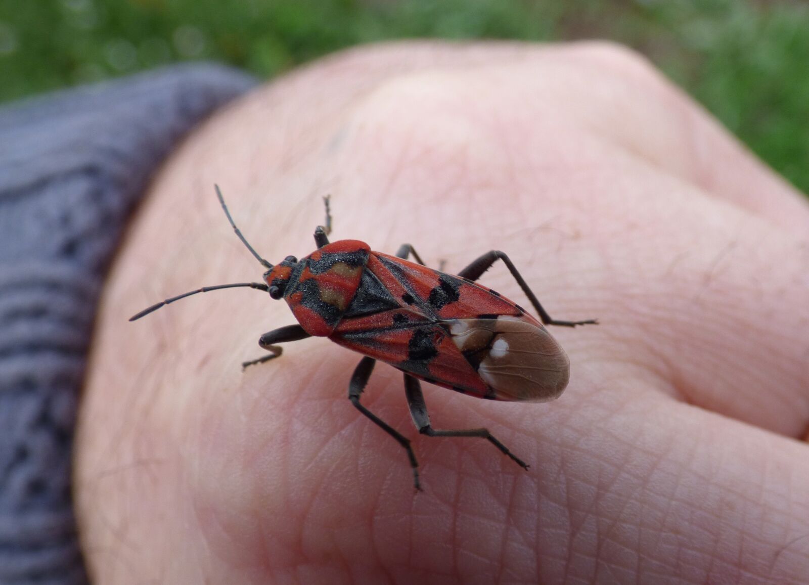 Panasonic Lumix DMC-FZ70 sample photo. Insect, beetle, red and photography