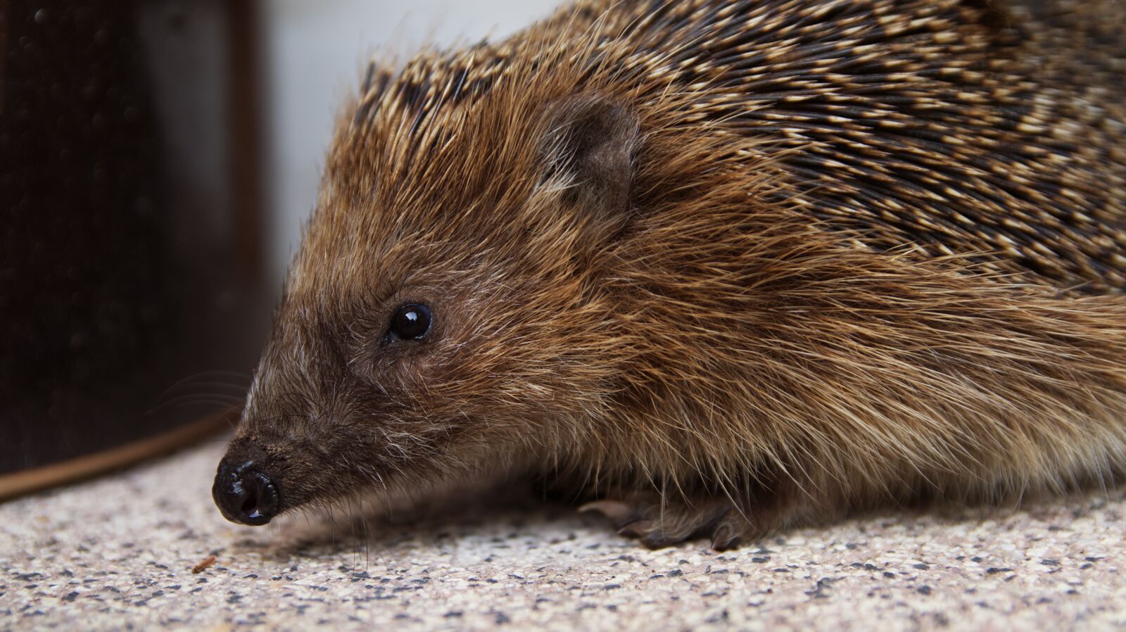 Canon EOS M50 (EOS Kiss M) sample photo. Hedgehog, spur, hannah photography