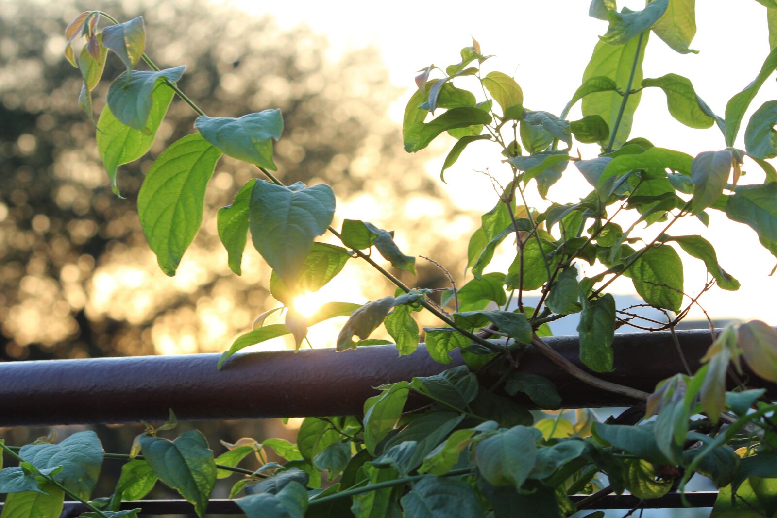 Canon EOS 700D (EOS Rebel T5i / EOS Kiss X7i) sample photo. Evening, sun, sunset photography