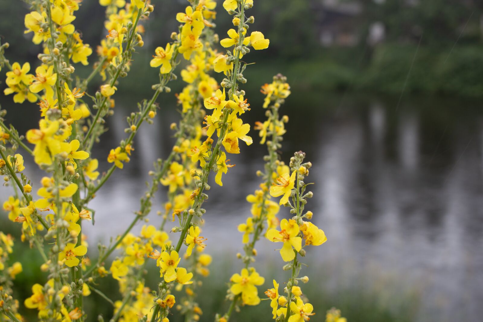 Canon EF-S 24mm F2.8 STM sample photo. Flower, yellow, river photography