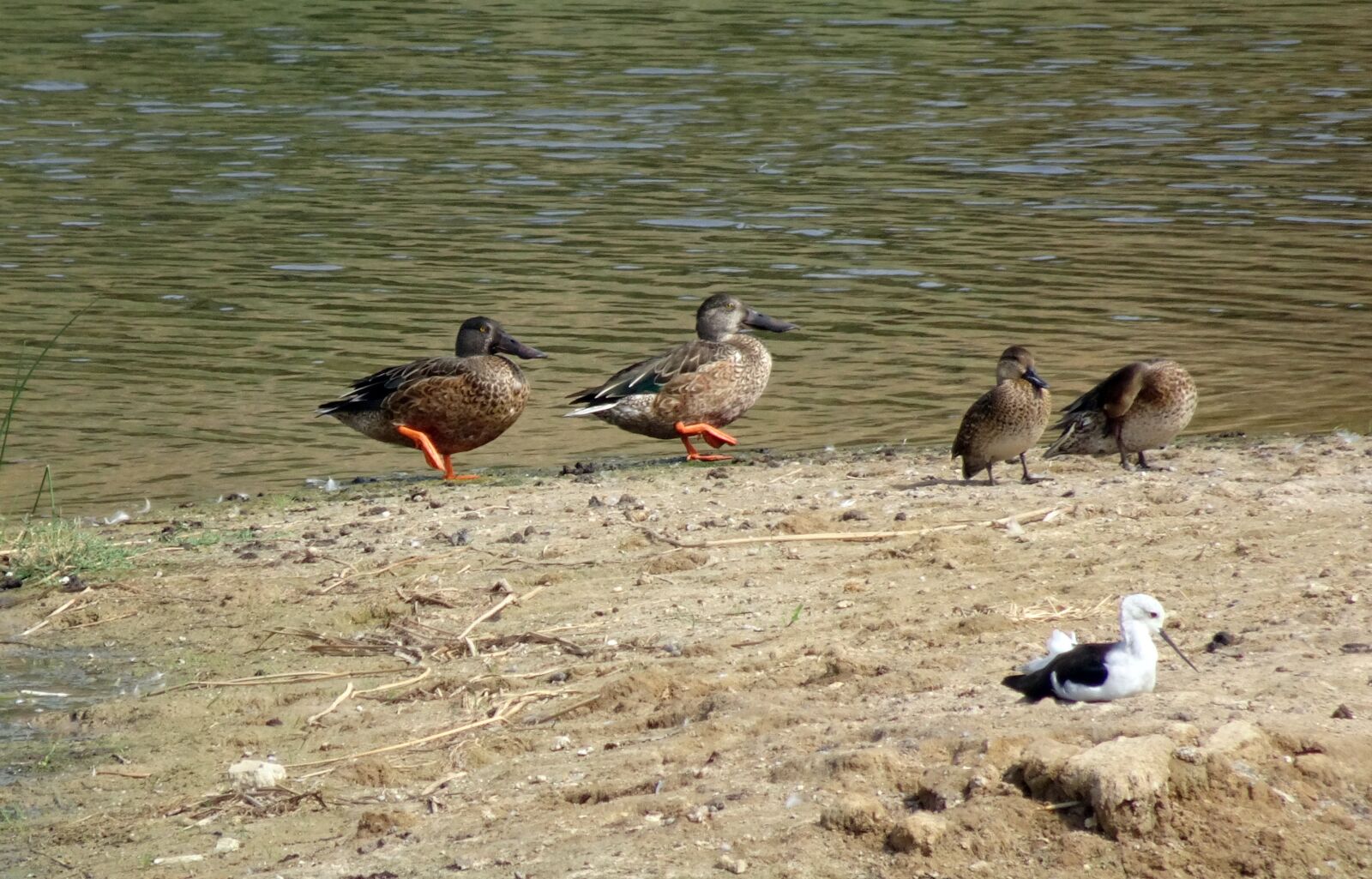 Sony Cyber-shot DSC-HX90V sample photo. Duck, bird, northern shoveler photography