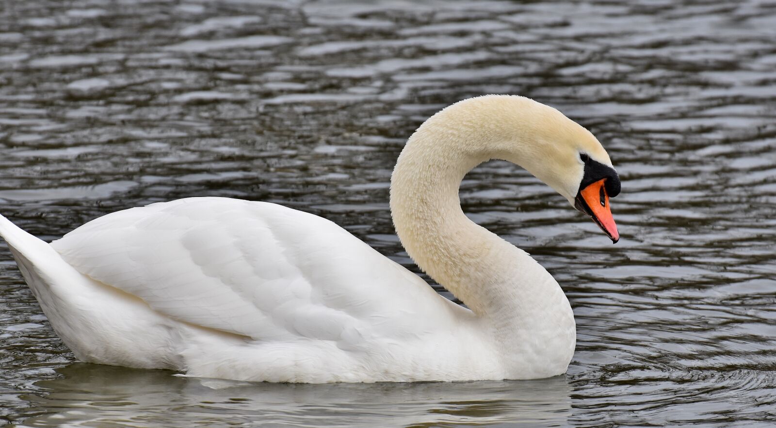 Nikon D7200 sample photo. Swan, close up, bird photography