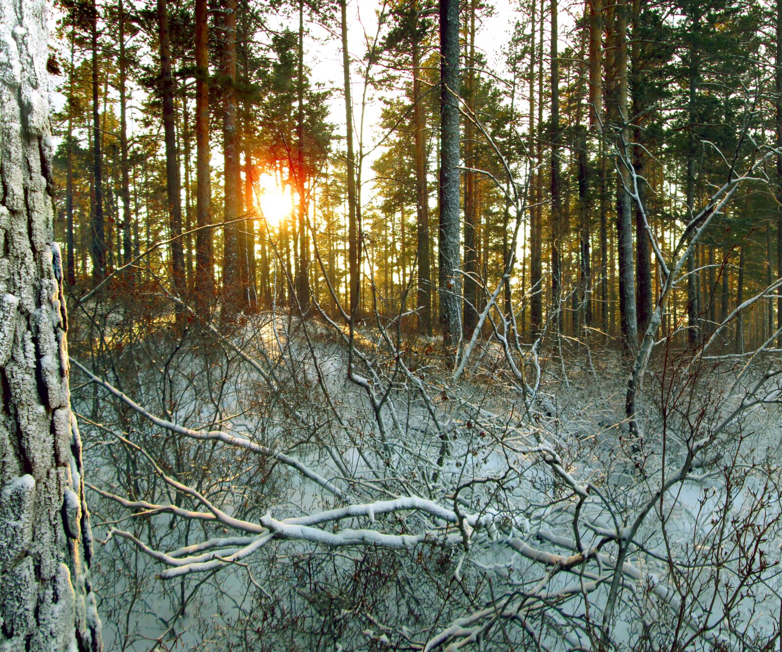 Canon PowerShot A2300 sample photo. Winter, forest, taiga photography