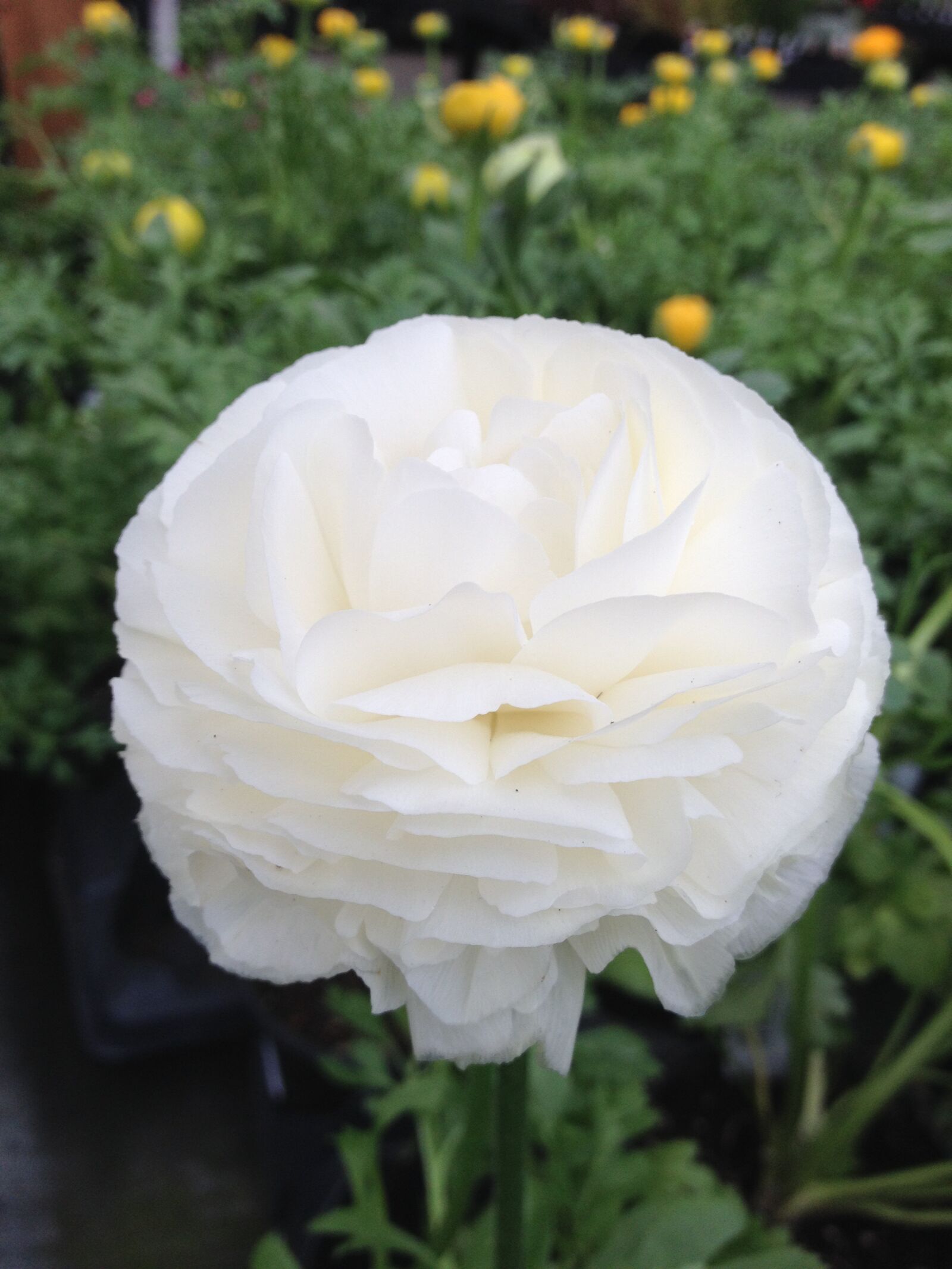 Apple iPhone 4S sample photo. Flower, paper flower, garden photography