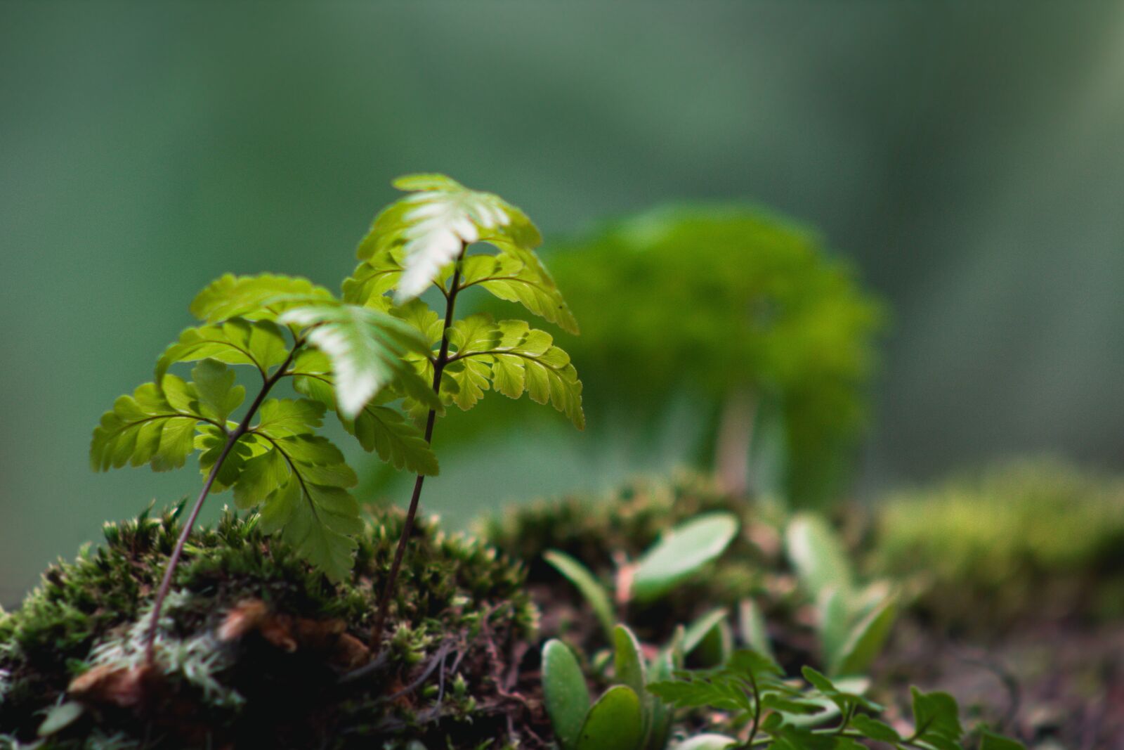 Canon EF75-300mm f/4-5.6 sample photo. Leaf, macros, nature photography
