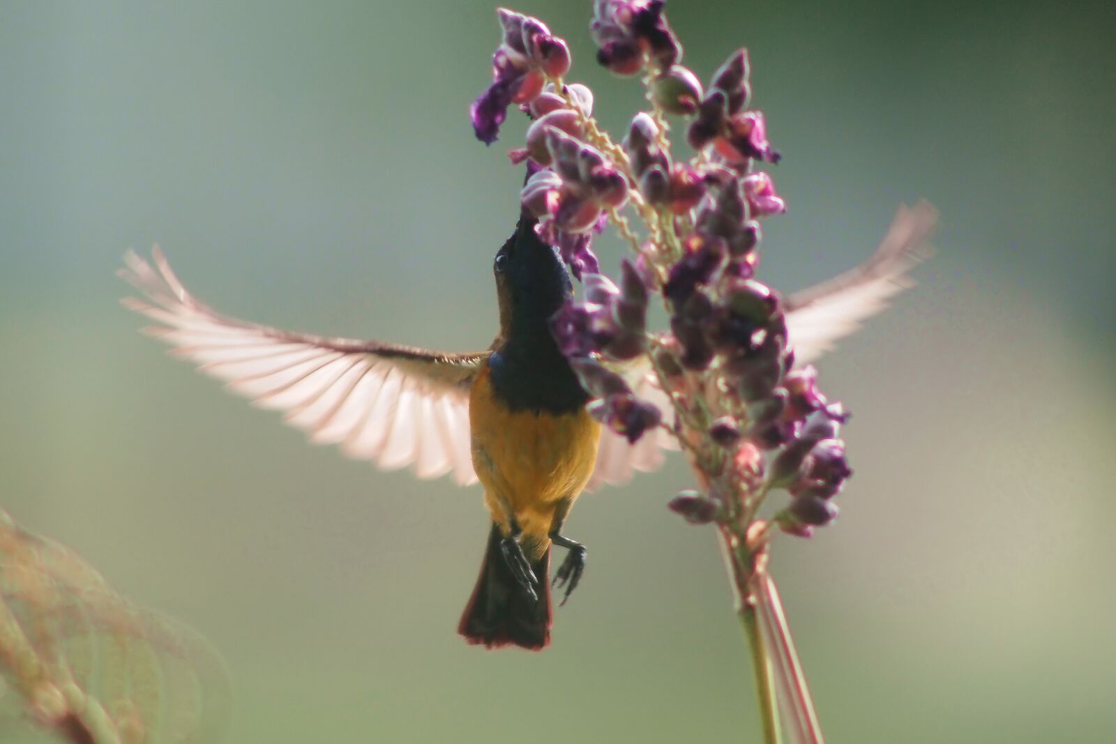 Olympus OM-D E-M1 sample photo. Olive-back sunbird, male, wild photography