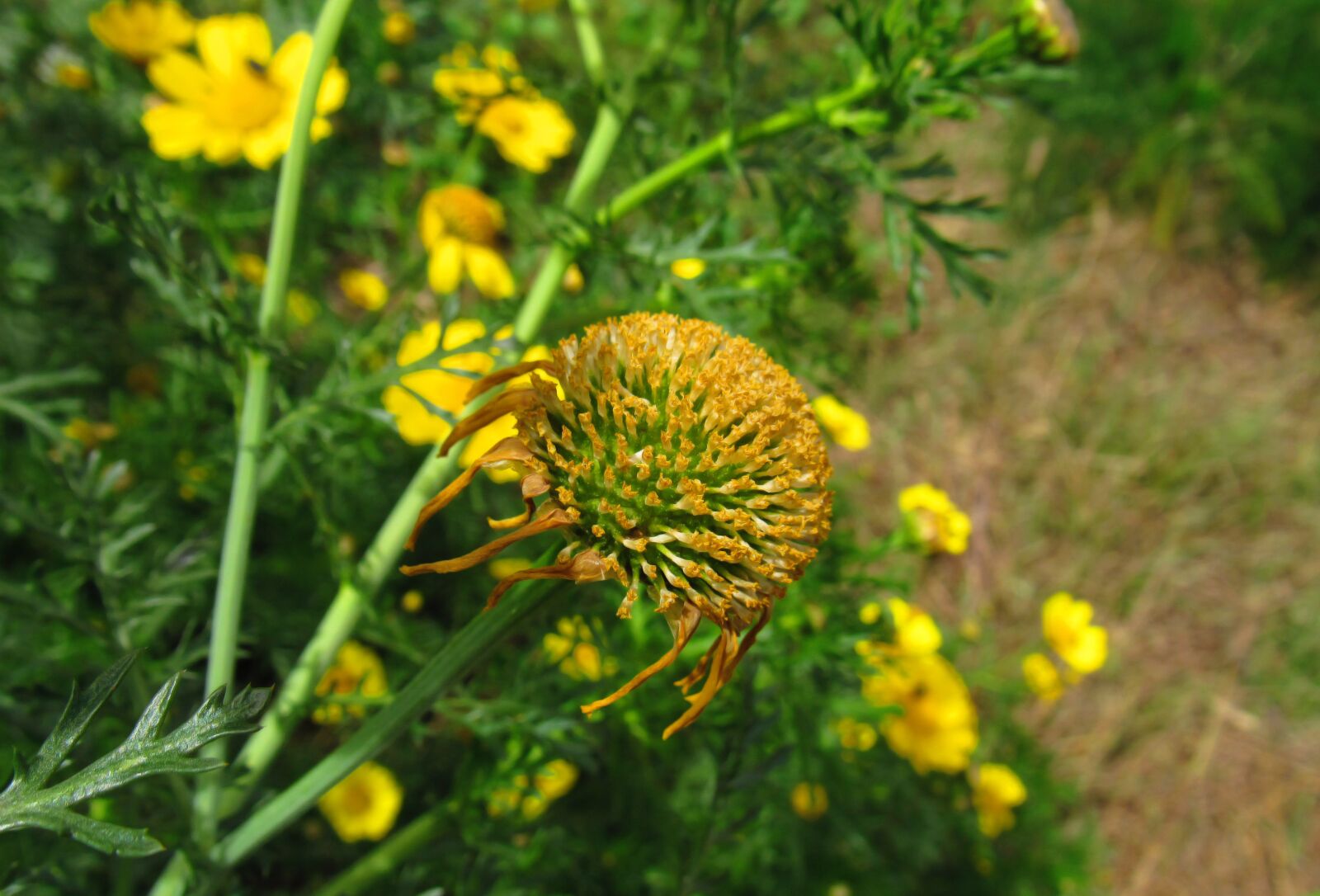 Canon PowerShot SX530 HS sample photo. Flower, yellow, nature photography