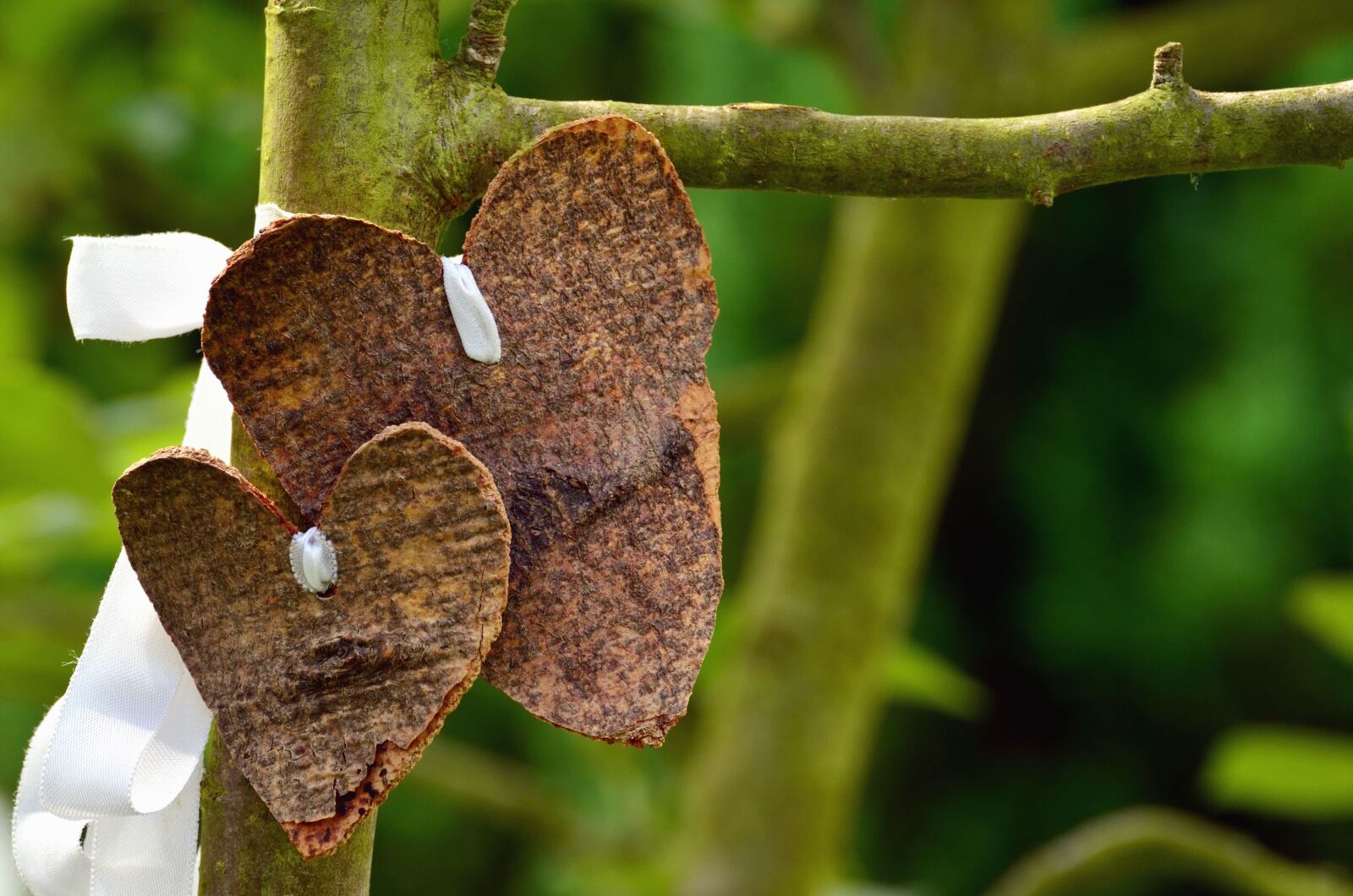 Nikon D5100 sample photo. Wood, bark, heart, plant photography