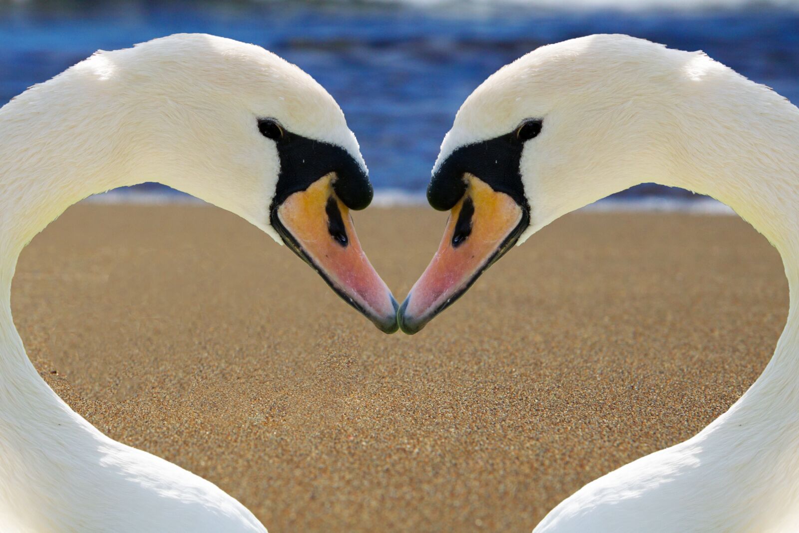 Canon EOS 50D sample photo. Swan, heart, love photography