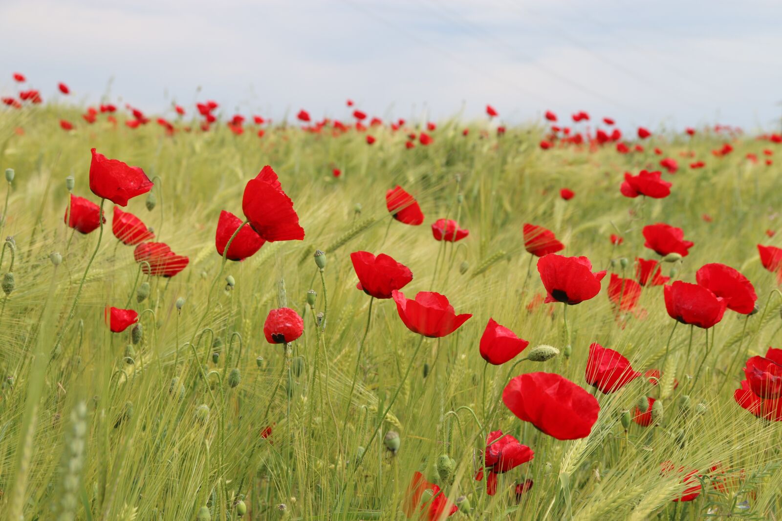 Canon EF-S 18-135mm F3.5-5.6 IS sample photo. Papaver rhoeas, flower, plant photography