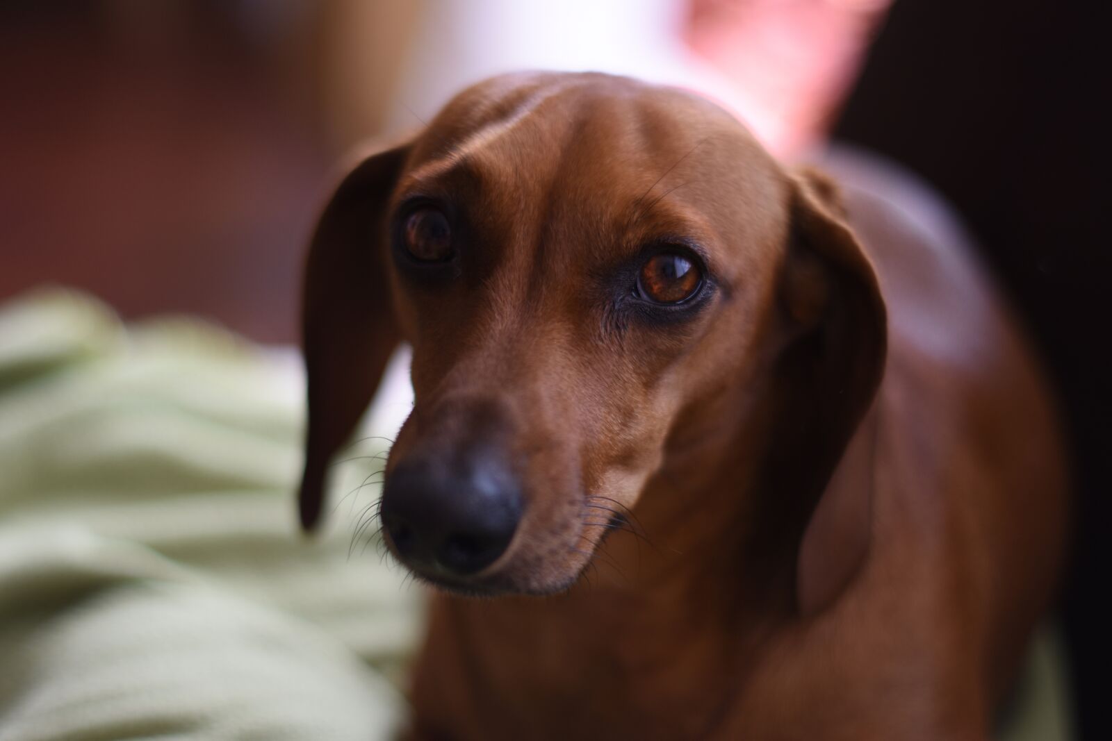 Nikon D7200 sample photo. Teckel, per, dog photography