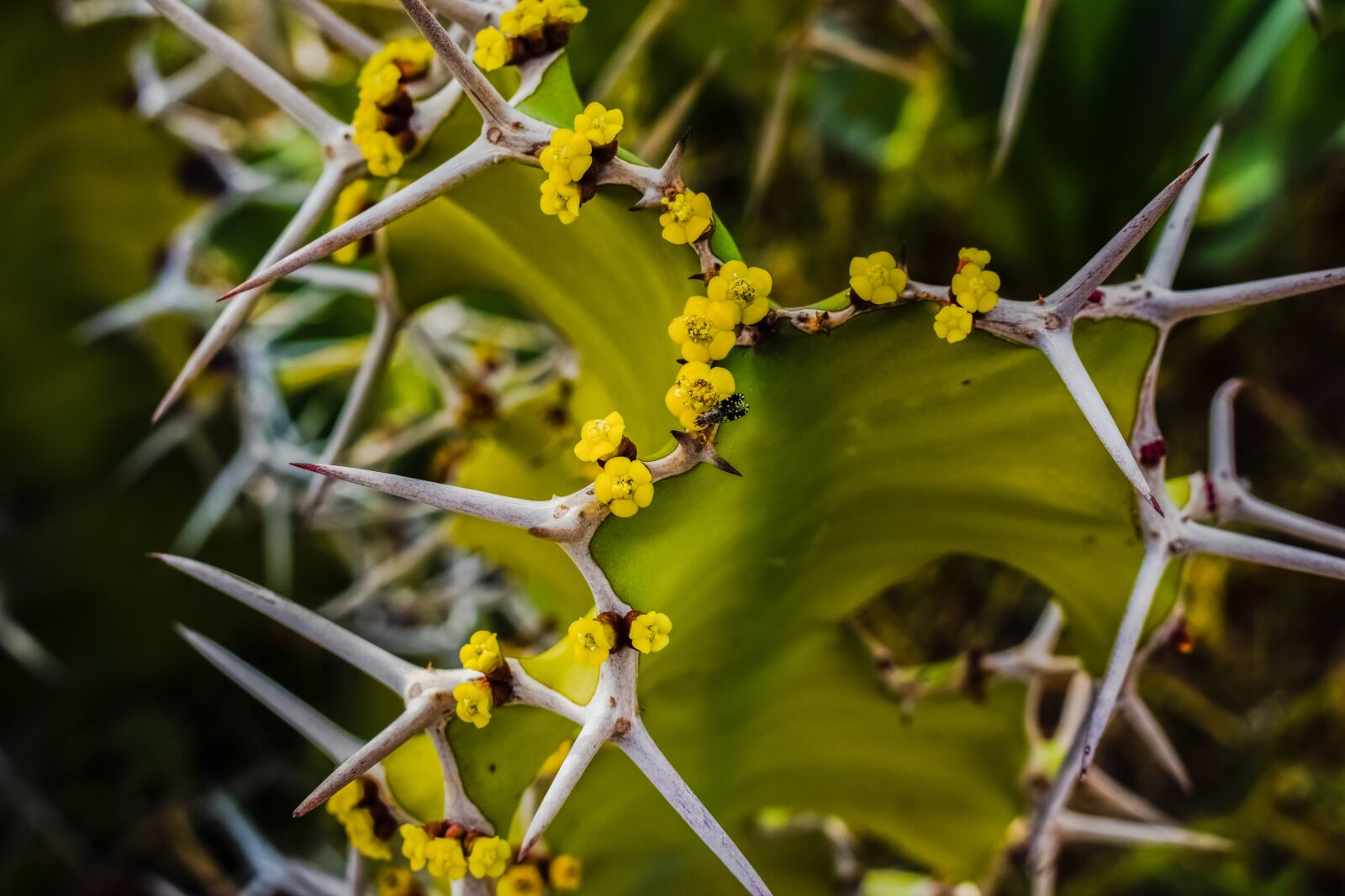 Nikon D3300 sample photo. Cactus, thorns, flowers photography