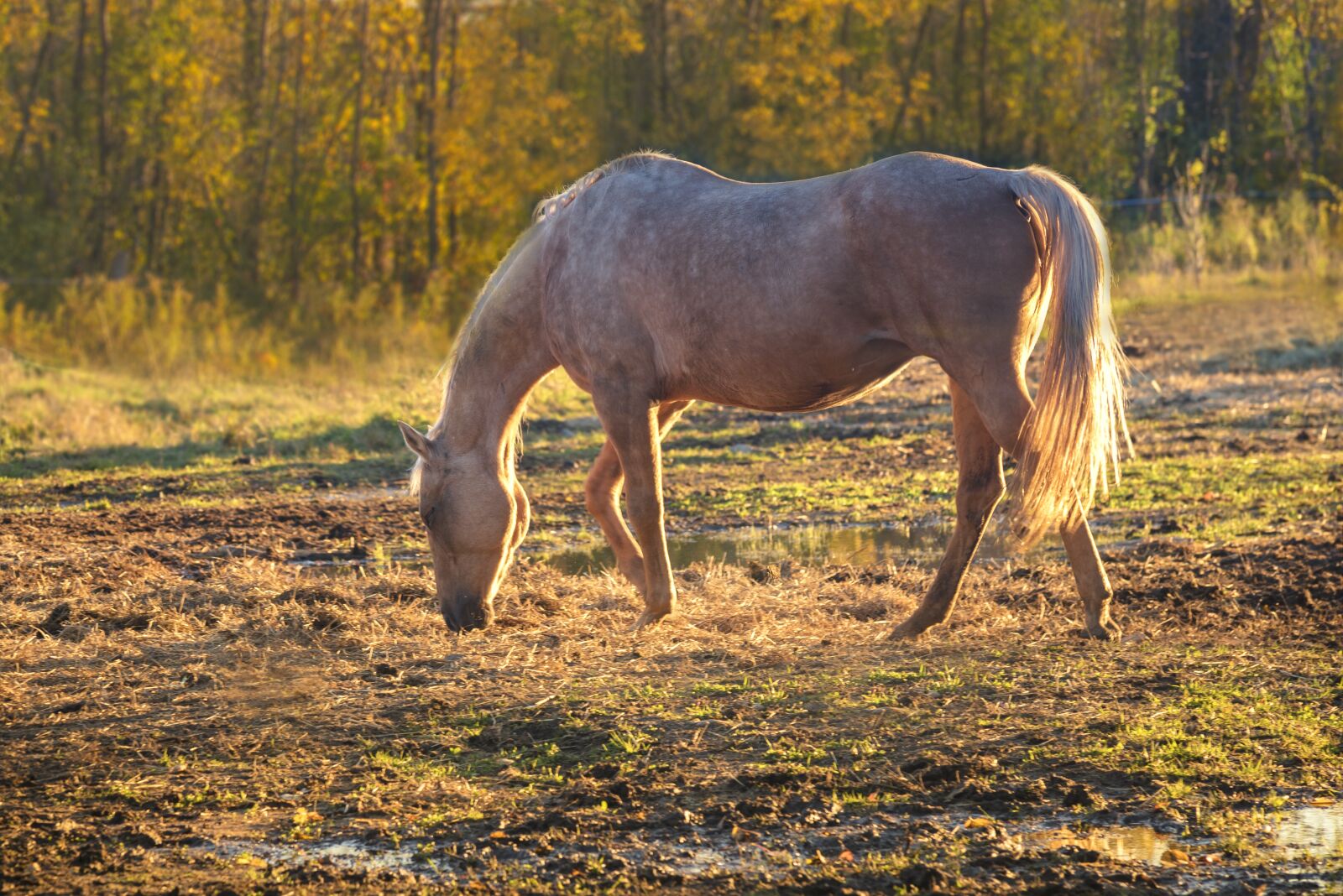 Nikon D750 sample photo. Horse, prairie, nature photography