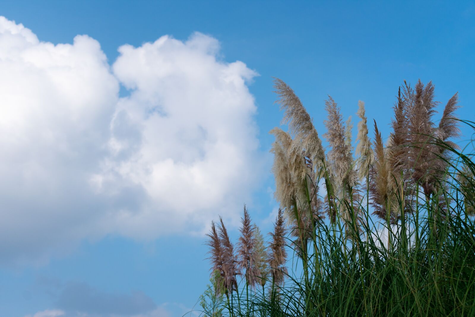 Nikon D3400 sample photo. Cloud, cumulus, white cloud photography