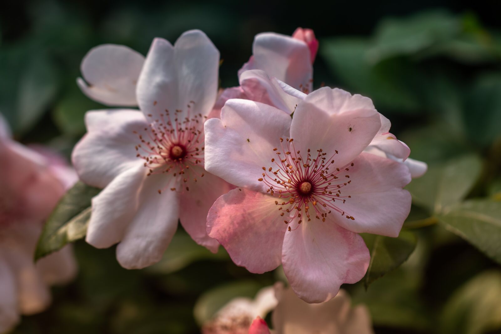 Canon EF 100mm F2.8L Macro IS USM sample photo. Flower, hibiscus, garden photography