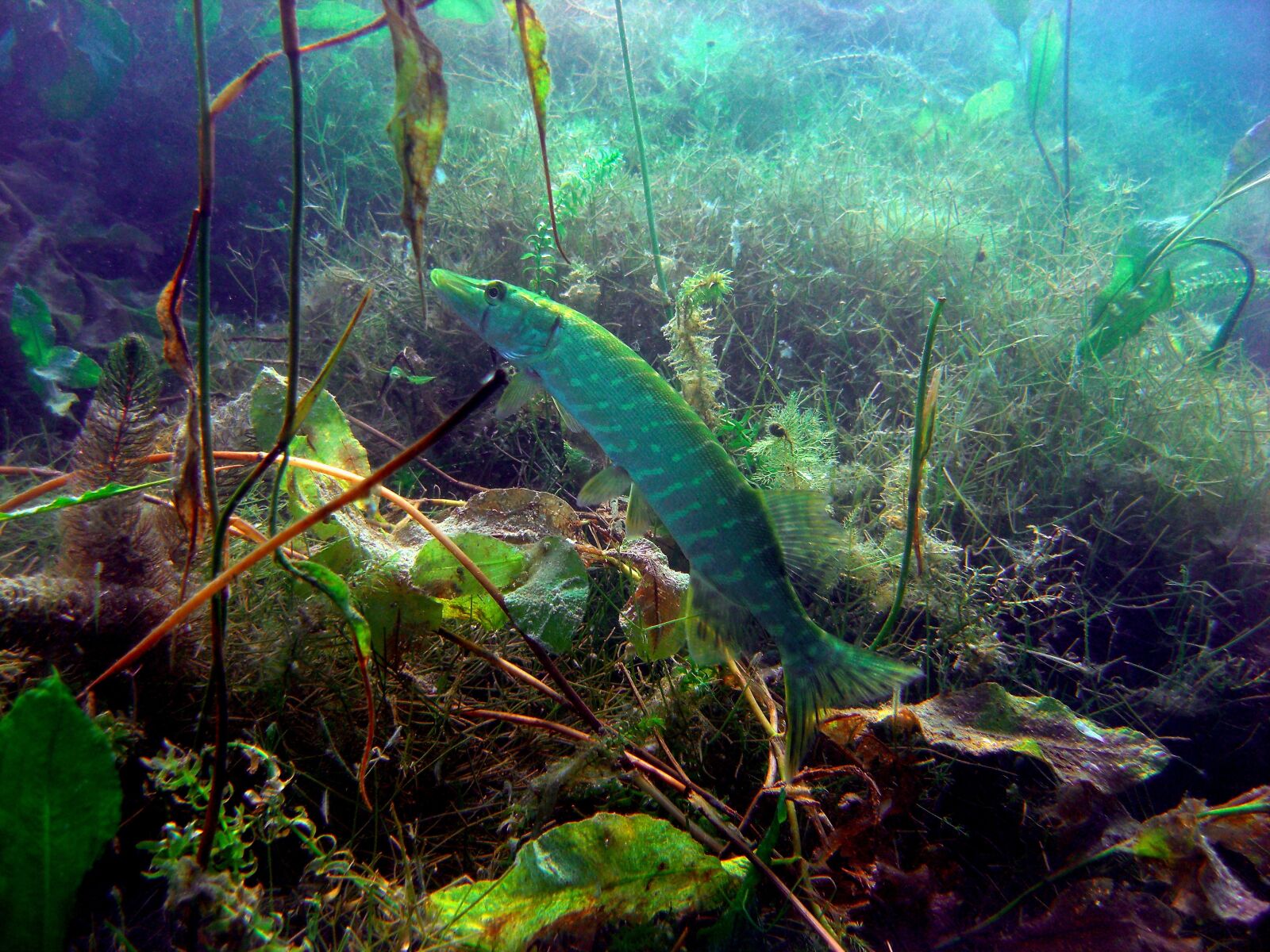 CASIO EX-Z1080 sample photo. Pike, diving, underwater photo photography