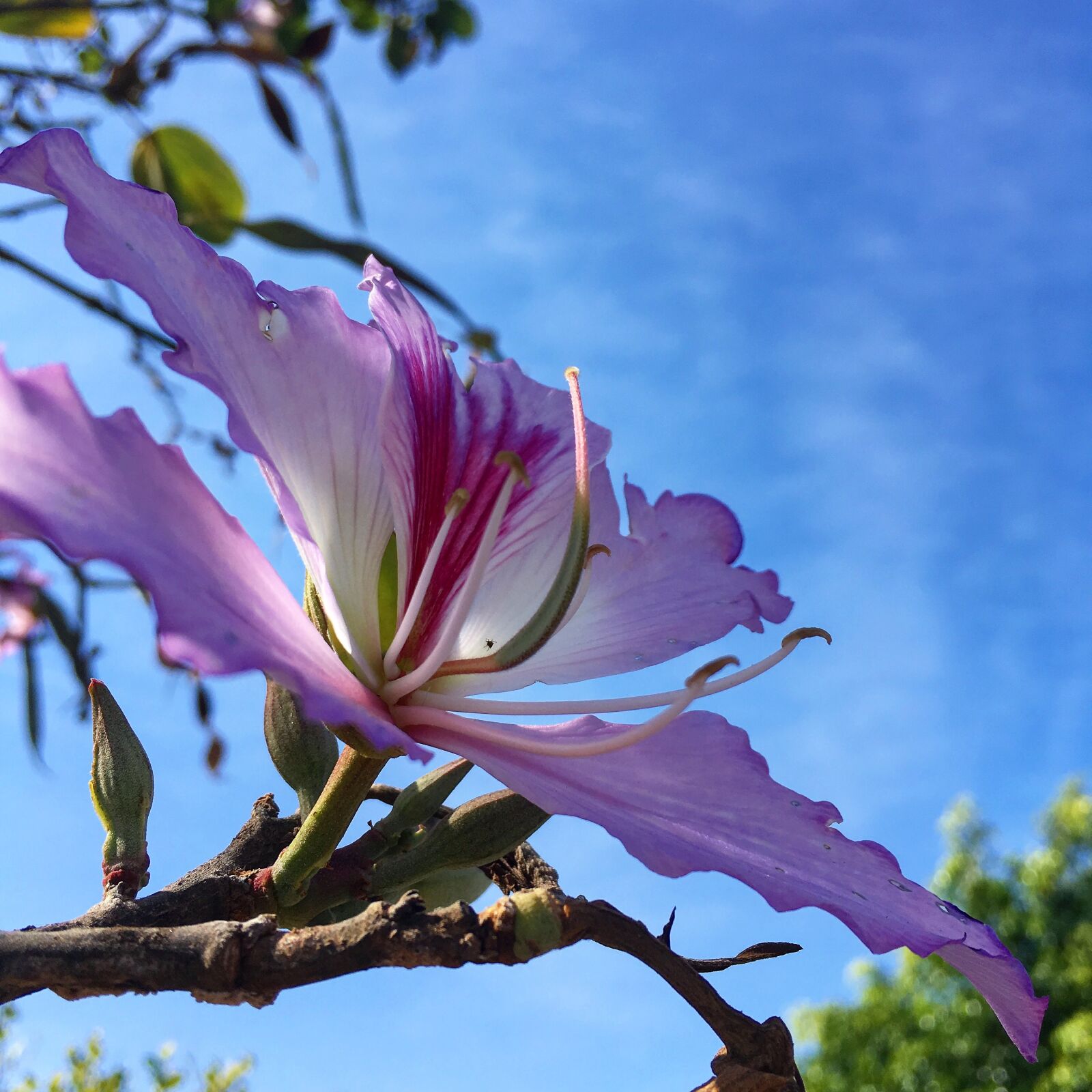 Apple iPhone SE sample photo. Flower, sky, nature photography