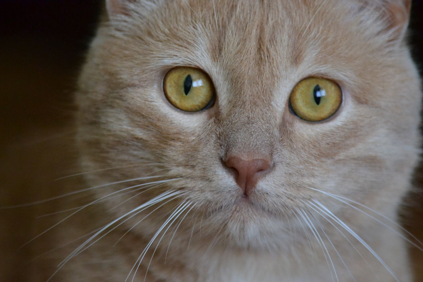 Nikon D3100 sample photo. Cat, kitten, pet photography