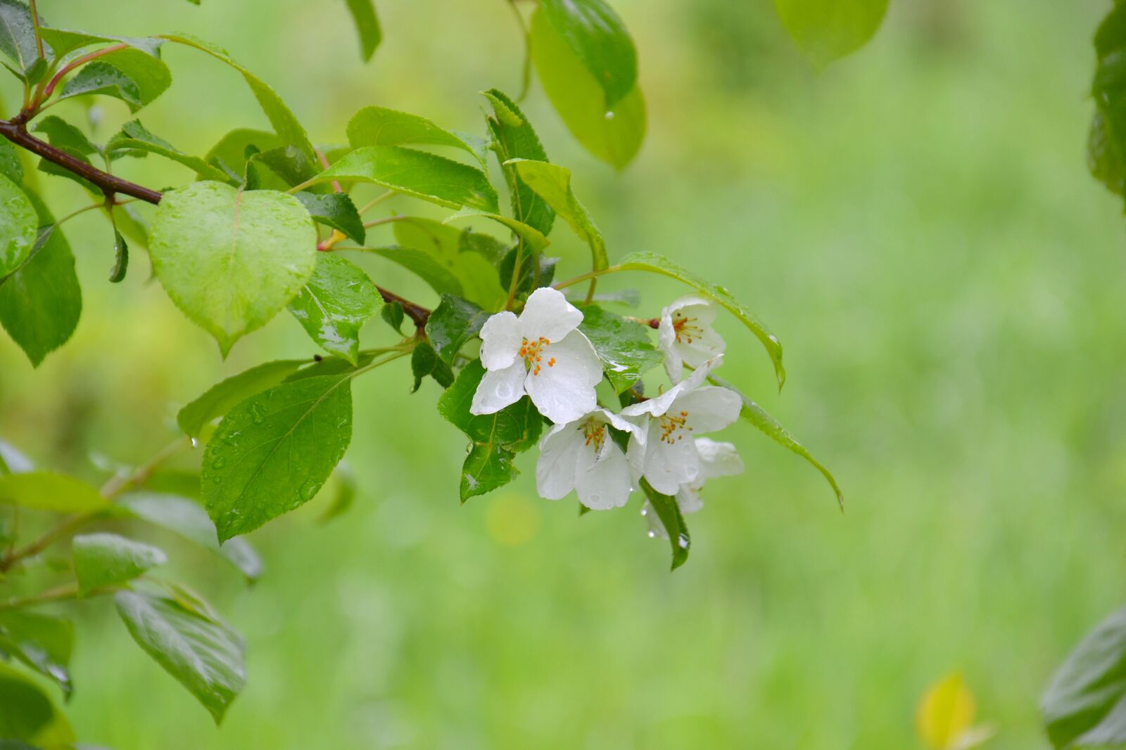 Nikon D3100 sample photo. Apple tree, tree, nature photography
