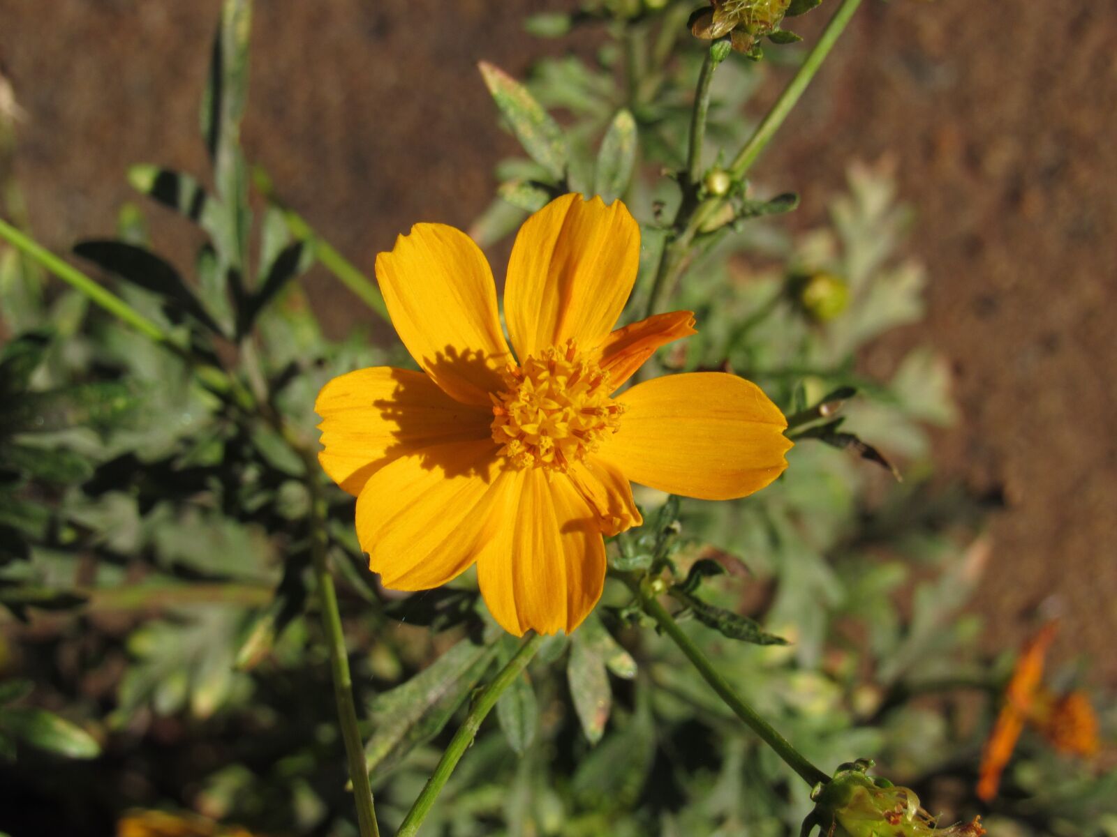Canon PowerShot SX520 HS sample photo. Flower, yellow, nature photography