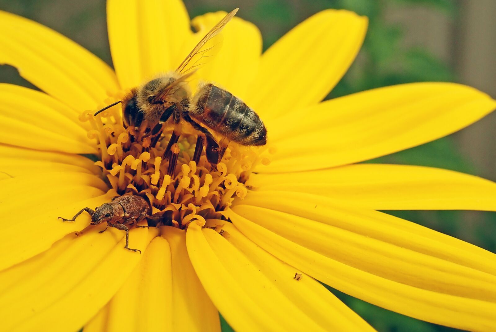 Olympus TG-5 sample photo. Bee, insect, pollen photography