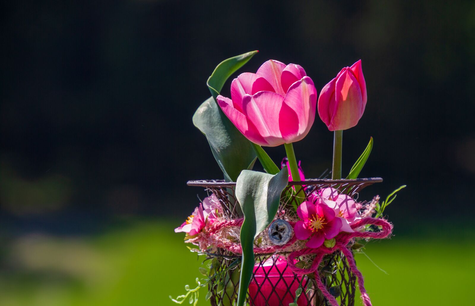 Canon EOS 7D sample photo. Tulips, pink, blossom photography