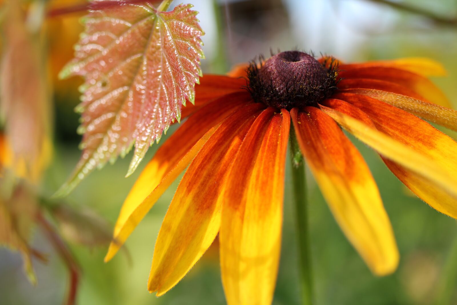 Canon EOS 550D (EOS Rebel T2i / EOS Kiss X4) sample photo. Flower, blossom, bloom photography