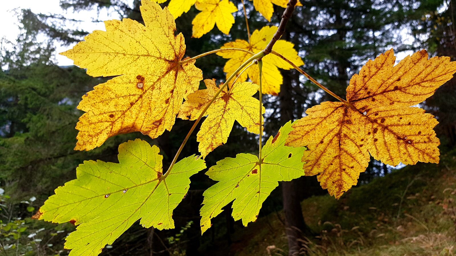 Samsung Galaxy S7 Edge sample photo. Autumn, maple, leaves photography
