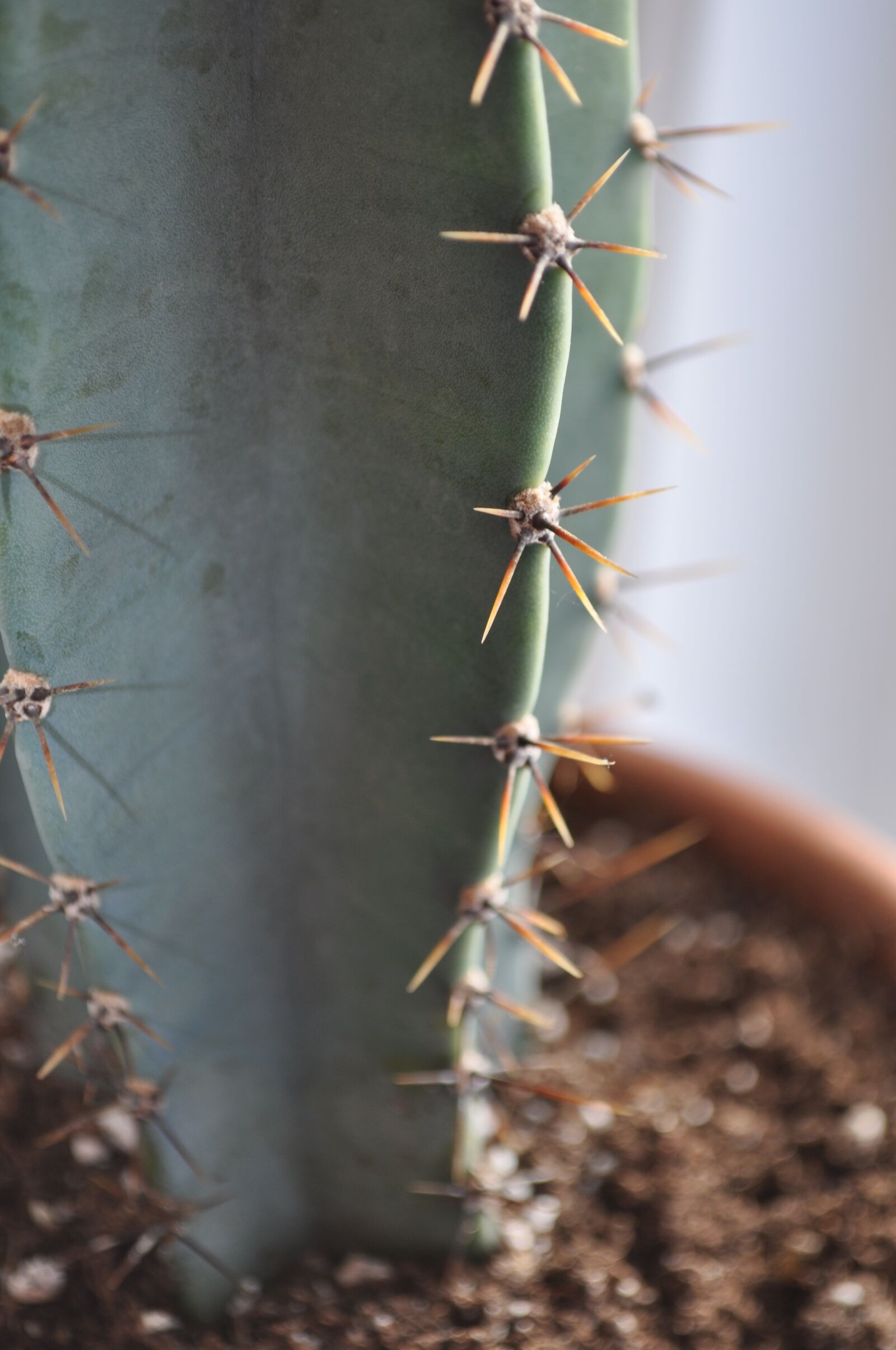 Nikon D5000 sample photo. Cactus, thorns, plants photography