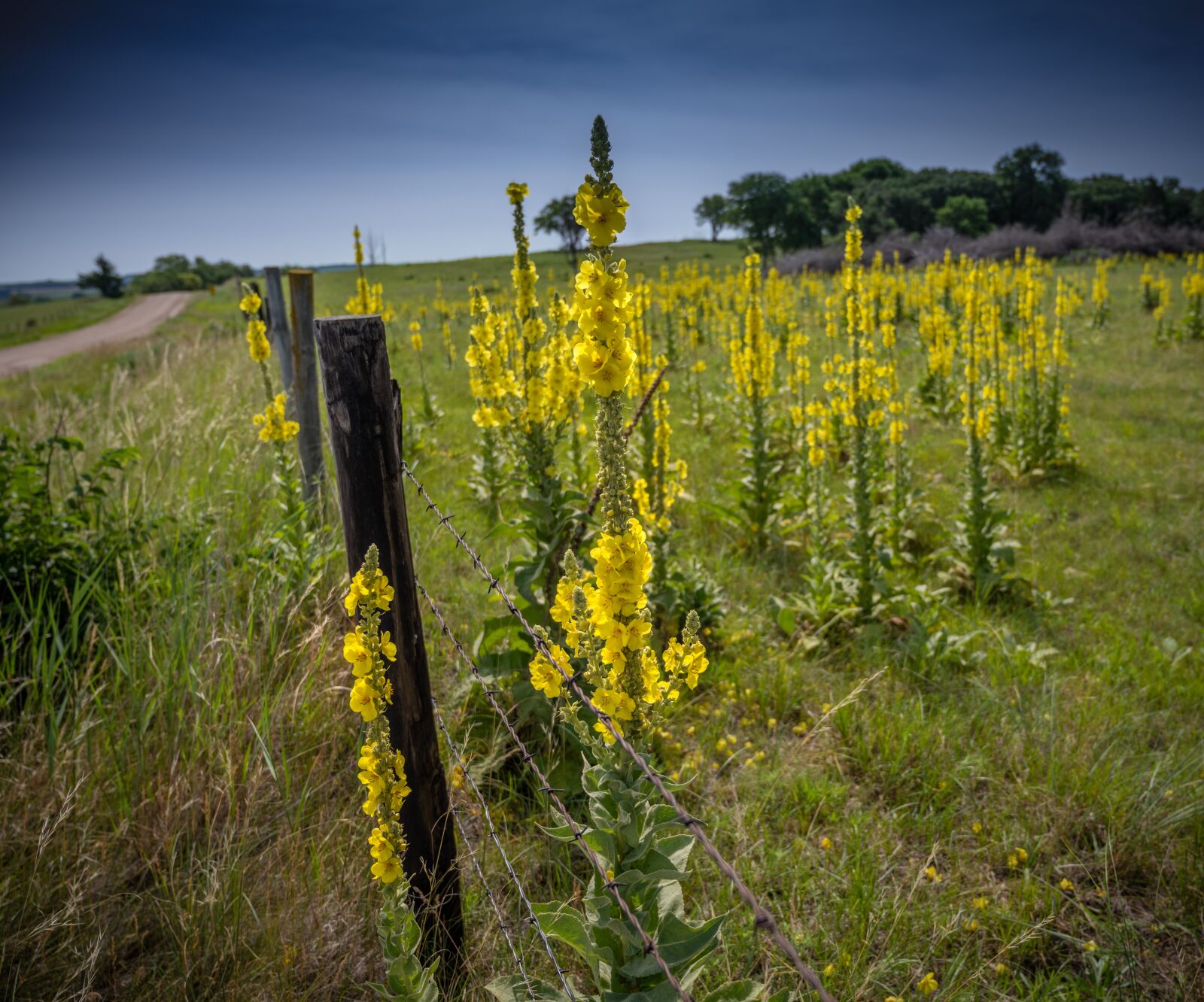 Nikon Z7 sample photo. Flowers, yellow, fence photography