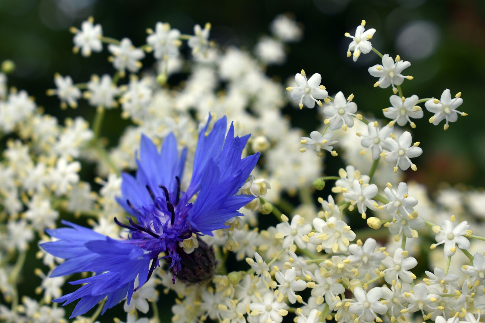 Nikon D3400 sample photo. Flower, flowers, spring photography