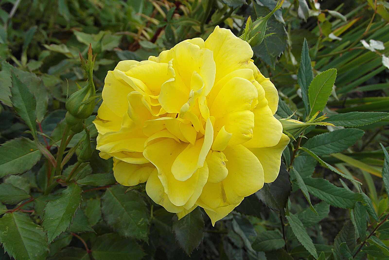 Samsung WB750 sample photo. Roses, flower, yellow photography