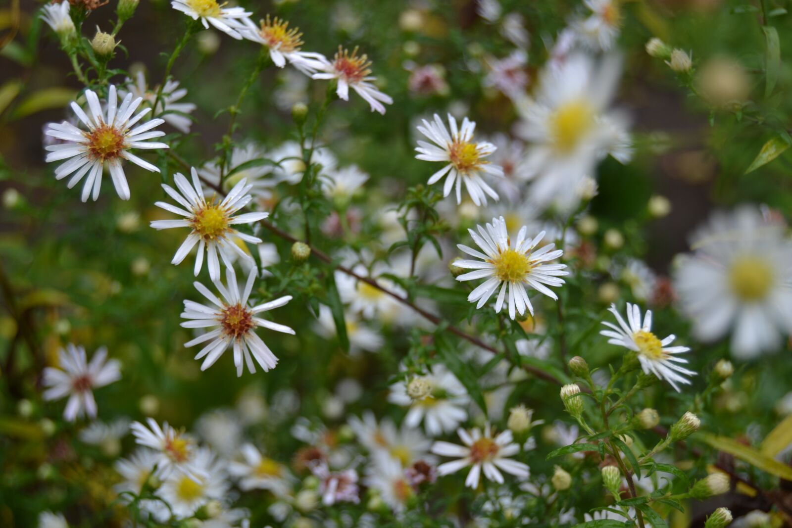 Nikon D3100 sample photo. Garden, plant, flower photography