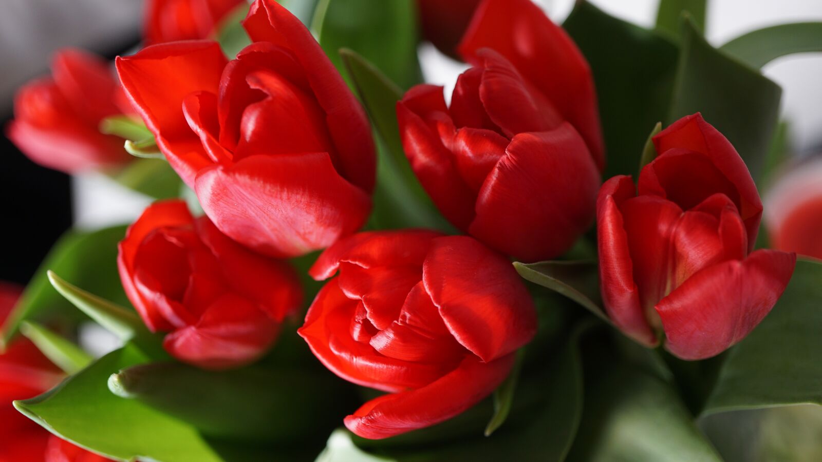 Sony a6000 + Sony E 30mm F3.5 Macro sample photo. Red tulips, tulip bouquet photography
