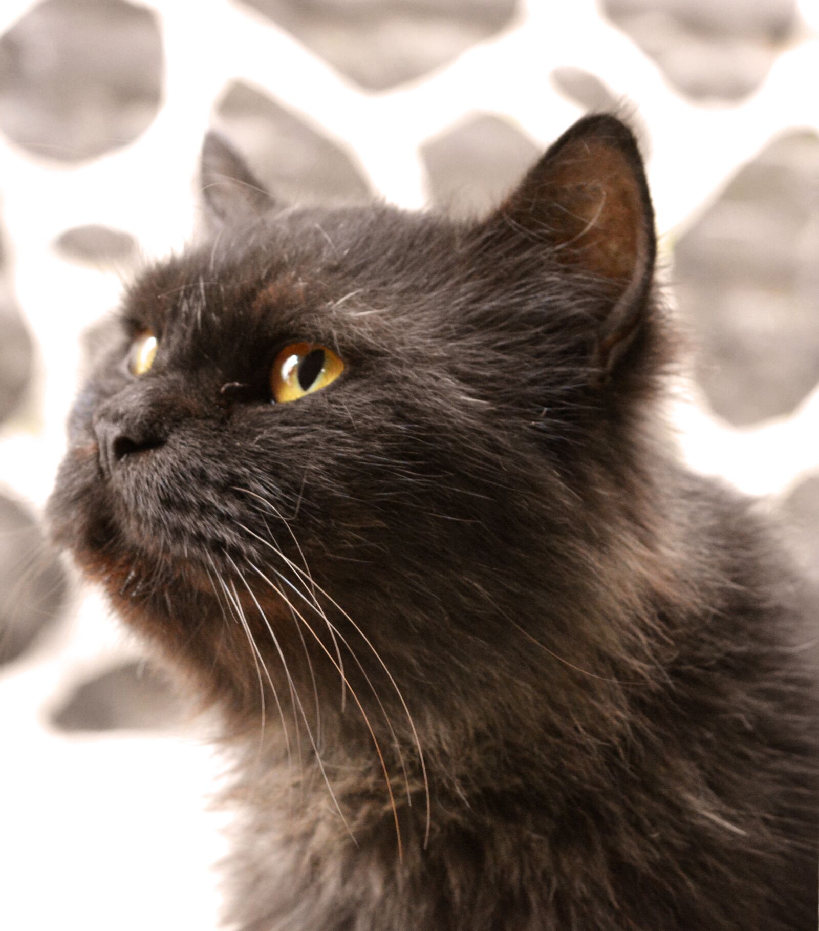 Nikon D5200 sample photo. Cat, black, pet photography