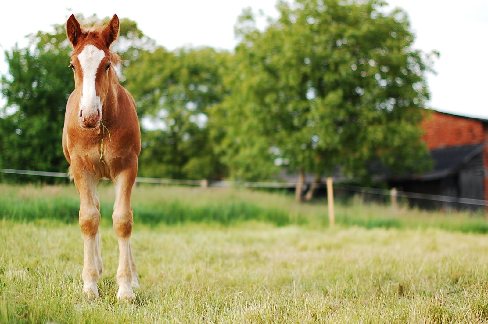 Nikon D40 sample photo. The horse, offspring, village photography
