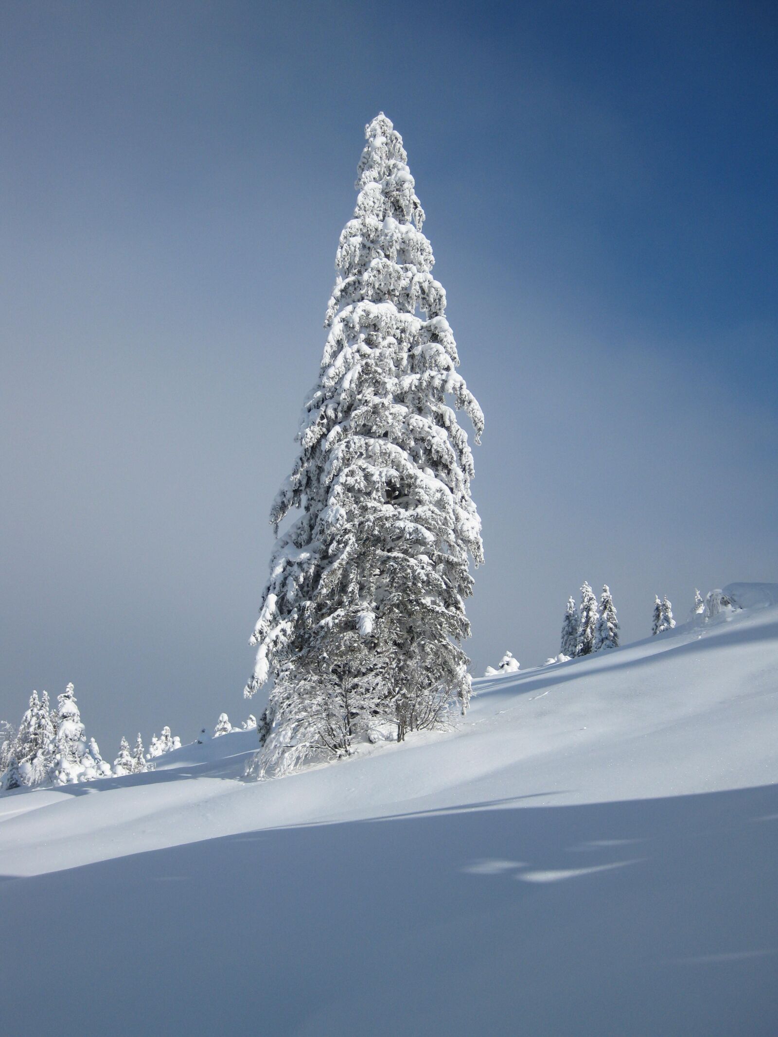 Canon PowerShot SD770 IS (Digital IXUS 85 IS / IXY Digital 25 IS) sample photo. Winter, snow, white photography