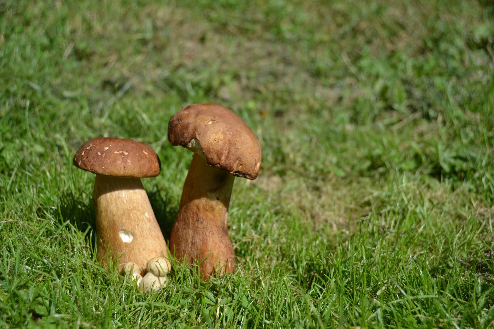 Nikon D3100 sample photo. Mushroom, summer, grass photography